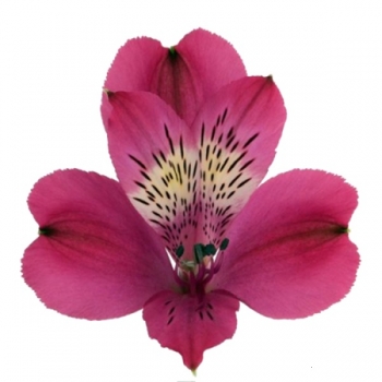 ALSTROEMERIA REAL 70