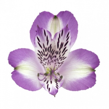 ALSTROEMERIA SPLENDOR 70