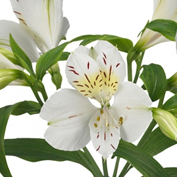 ALSTROEMERIA VILLA MASSA 70