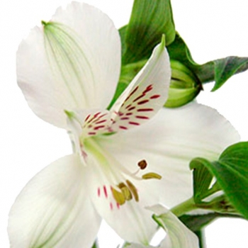ALSTROEMERIA WHISTLER 80