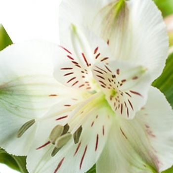 ALSTROEMERIA WHITNEY 70