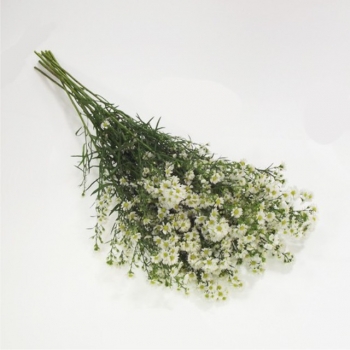 ASTER BRANCO 60