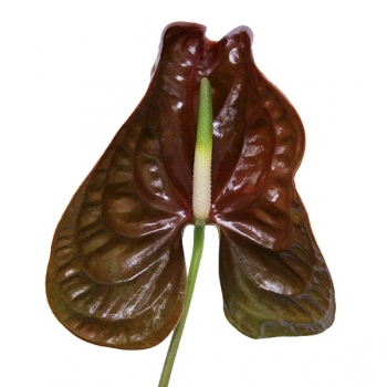 ANTURIO CHOCO 518