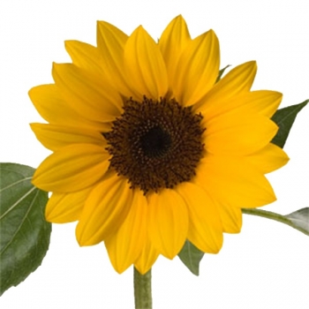 GIRASSOL MINI AMARELO (MC) C/ REDE 70