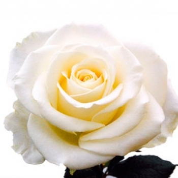 ROSA AVALANCHE 50