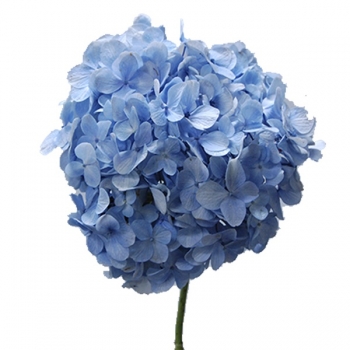 HORTENCIA AZUL 40