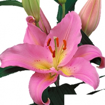 LIRIO FENICE 758