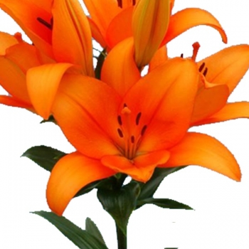 LIRIO HONESTY 758