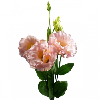 LISIANTHUS ARENA III CHAMPAGNE CHA 70