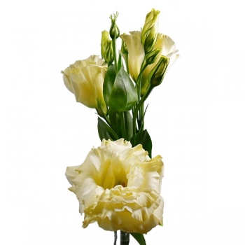 LISIANTHUS JULIA GOLD STAR AMARELA 60