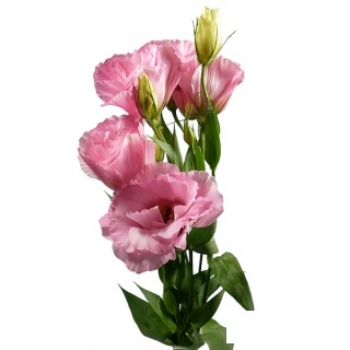 LISIANTHUS JULIA ROSE VENUS ROSA 60