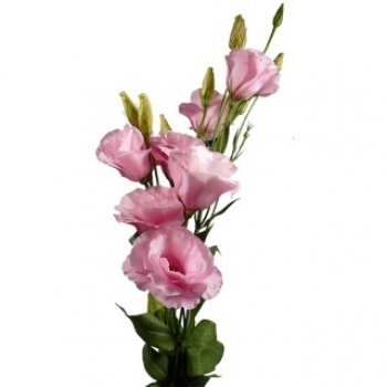 LISIANTHUS ROBELLA PINK ROSA 70