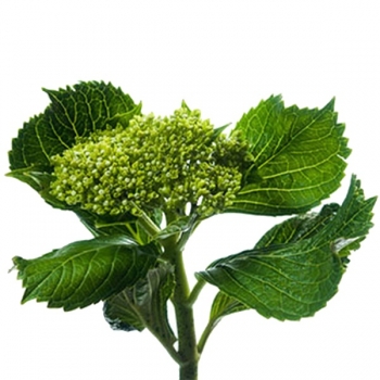 HORTENCIA BOTAO VERDE 50