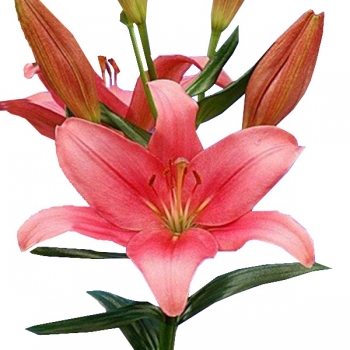 LIRIO INDIAN SUMMERSET 634