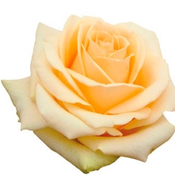 ROSA PEACH AVALANCHE 60