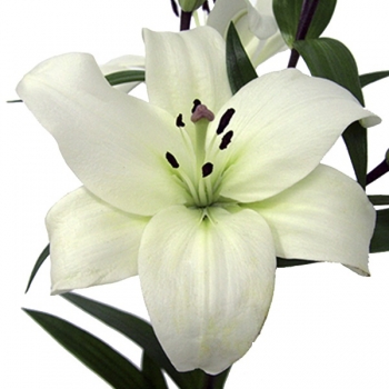 LIRIO LITOUWEN 734
