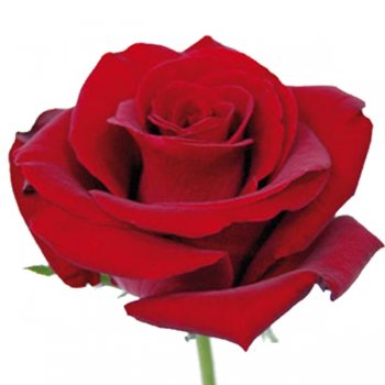 ROSA CAROLA 60