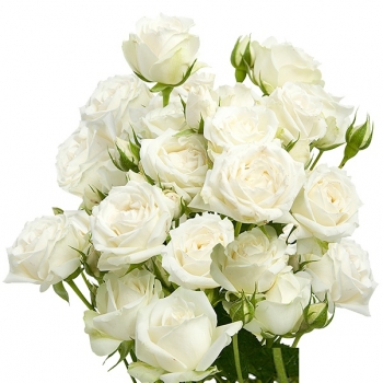 SPRAY WHITE ROSEVER 60