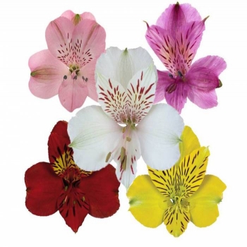 ALSTROEMERIA VARIADA 60