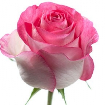 ROSA CANDY AVALANCHE 60