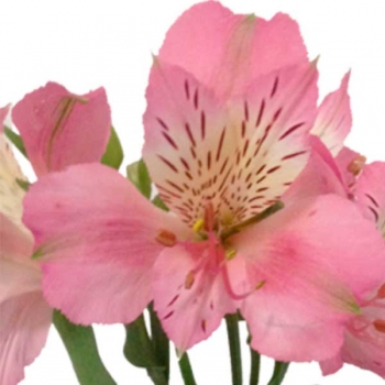 ALSTROEMERIA TOURMALINA 70