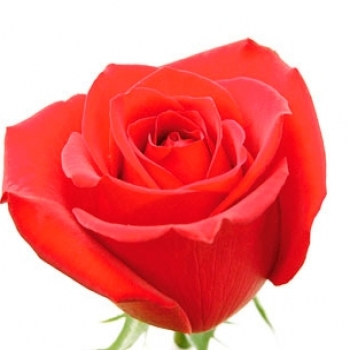ROSA SAMOURAI 50