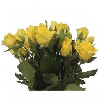 SPRAY GOLD FOLIES 40