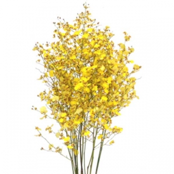 ORQUIDEA ONCIDIUM 60
