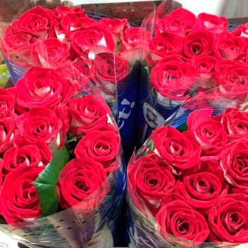 ROSA BLUEZ 60