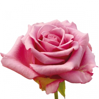 ROSA COOLWATER 40