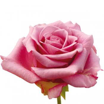 ROSA COOLWATER 50