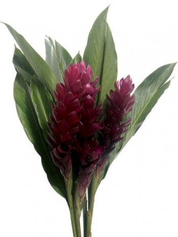 ALPINIA PURPURATA VERMELHA 70