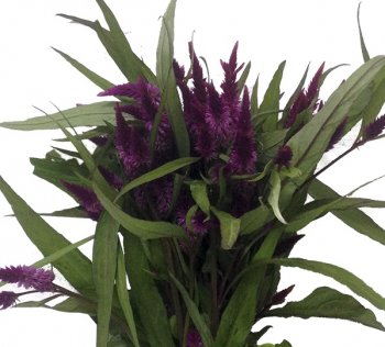 CELOSIA RABO DE GATO PINK 70