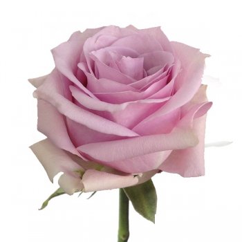 ROSA NAUTICA 60