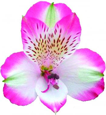 ALSTROEMERIA PINK POP 70