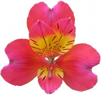 ALSTROEMERIA SAMOA 70