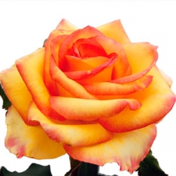 ROSA AMBIANCE 40
