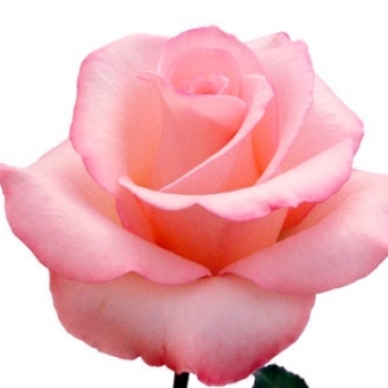 ROSA AMOROSA 40