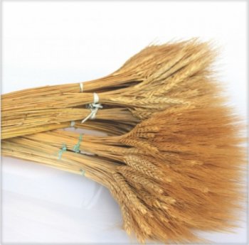 Flor Trigo Desidratado para Decoração c/ aprox. 200 hastes