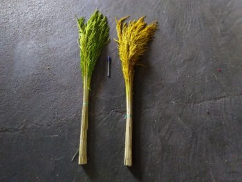Flor De Arroz para Decoração c/ aprox. 20 hastes