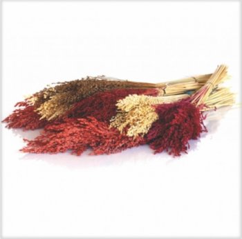 Flor de Vassoura para Decoração Mç. c/ Aprox. 6 a 8 hastes