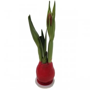AMARYLLIS PARAFINA PRATINHO VERMELHO 20