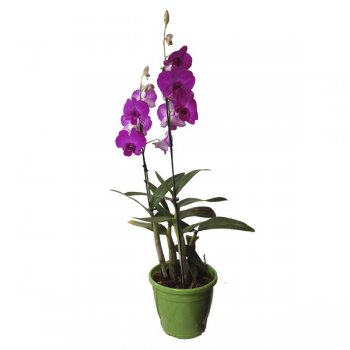 ORQUIDEA DENFALIS VARIADO 1 HST P12