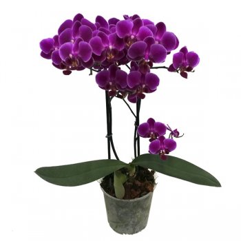 ORQUIDEA MULTIFLORA VARIADA 2 HST. P12