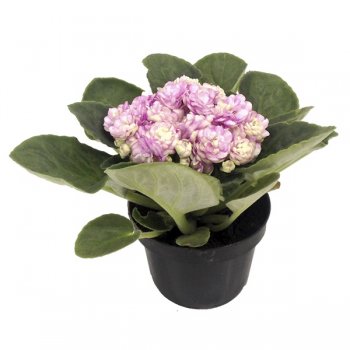 VIOLETA VIOLETA DOBRADA P11