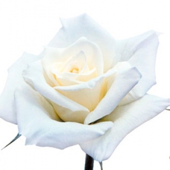 ROSA TINEKE 40