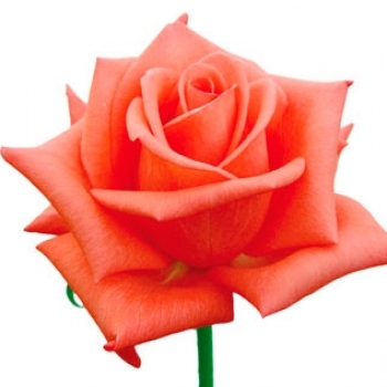 ROSA GRETA 60