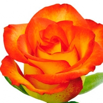ROSA HIGH MAGIC 50