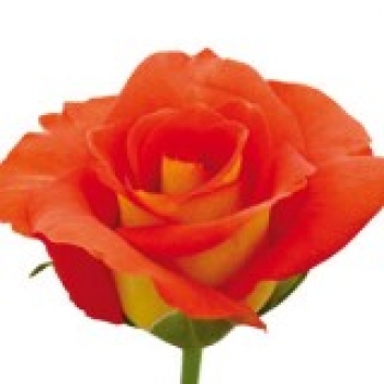 ROSA LEONIDAS 40